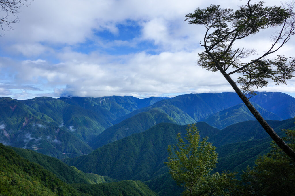 木々の間から見える景色